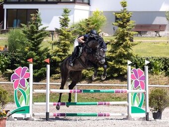 8 letý valach sport hobby rekreace po Russel II