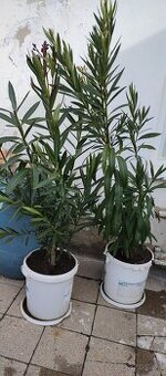 Prodám oleandr