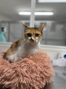 Veska, 4 letá kočička