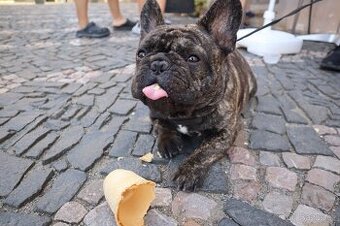 Francouzský buldoček s PP nabízí krytí