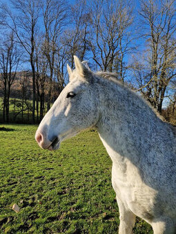 Lipický kůň na prodej
