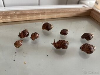 Achatiny k odběru zdarma