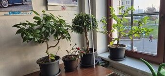 Ibišky, fikusy benjamin