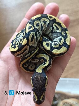 Krajta královská mláďata 2025 Celá ČR / SK Nejlepší CENY 🙏