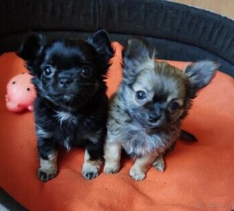 Čivava dlouhosrstá fenky