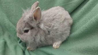 Zakrslý beránek, králíček lvíček, zakrslý králík