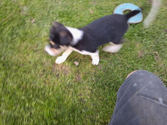 nabízím do dobrých rukou 3 krásný pejsky