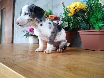 Jezevčík trpasličí Merle