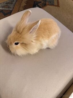 Zakrslý králík Beran/lvíček