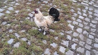 Mladý Kohout křížence plemena liliput rousne zakrslé