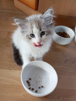 sibiřské koťátko kocourek bez PP