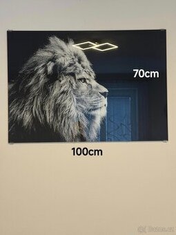 Skleněný obraz Lev