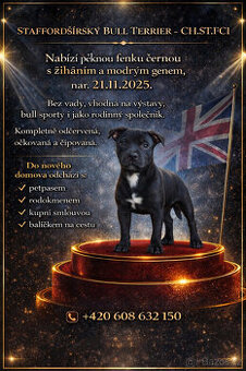 stafordšírský bulteriér fenka s PP FCI