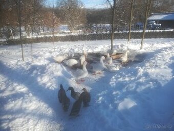 VELKÁ BÍLÁ HUSA/HOUSER