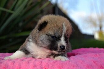 Akita Inu s PP