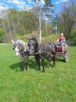 Prodam pony