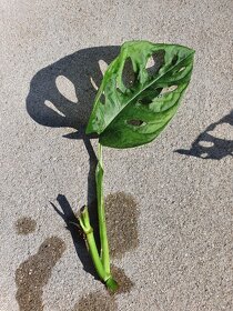 Monstera Adansonii / Monkey mask řízek - 1
