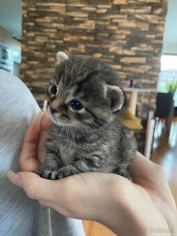 Májová koťata 🐈‍⬛