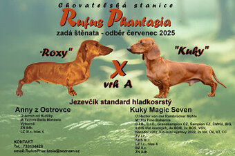 Jezevčík hladkosrstý standard