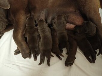 Štěňátka labradorského retrievera