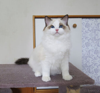 Ragdoll kocourci s průkazem původu k odběru