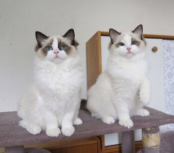 Ragdoll kocourci s průkazem původu k odběru