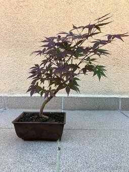 Bonsai, Bonsaj, japonský javor, skalky