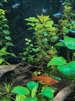 Akvarijní ryby, šneci, sladkovodní krrvety a rostliny