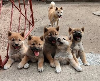 Shiba inu