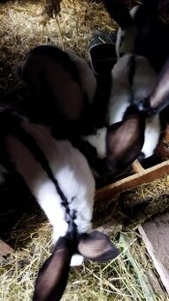 Německý obrovitý strakáč a francouzský beran