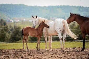 Appaloosa klisna
