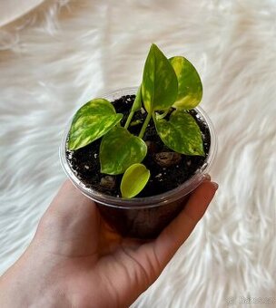 Epipremnum aureum POTHOS