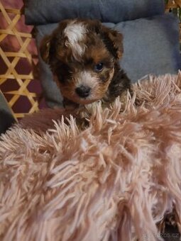 Jorkšírský teriér