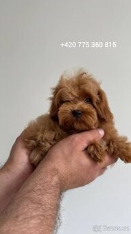 Chlapeček Maltipoo 🐾