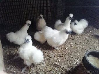 Hedvabnicka zdrobnela