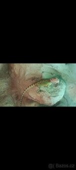 Mladé agamy vousaté