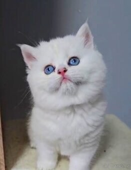 Britské koťatá PP❤️extra kvalita❤️