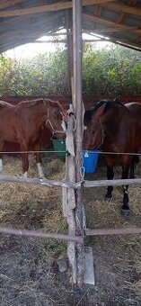 Nabízíme více mladých koní