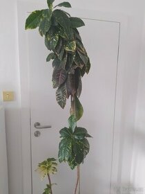 pokojová rostlina Kroton