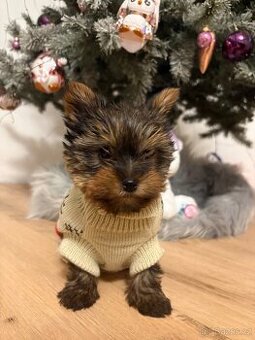 Jorkšírský teriér - 1