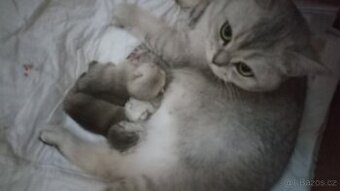 Britská stříbřitá koťátka s PP