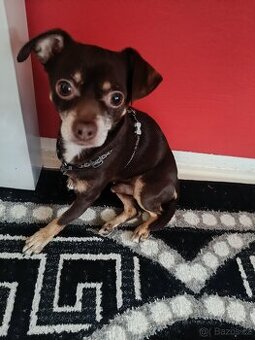 Čivava krátko srsta