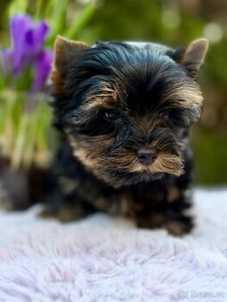 Jorkširský teriér