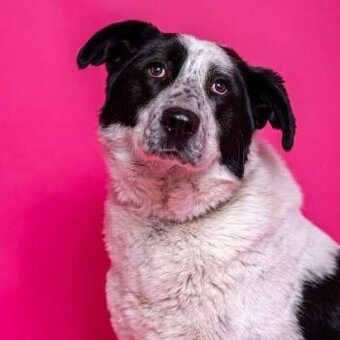 Dorotka - hodná holčička, cca 2,5 roku, kříženka