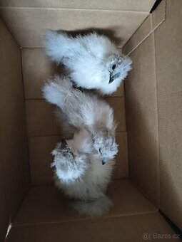 Hedvábnička velká