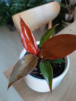 Philodendron Red Sun