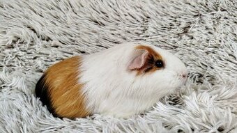 Morče, Morčátko, Morčátka - BETTY