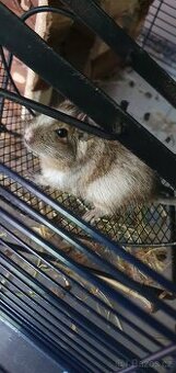 Osmák Degu
