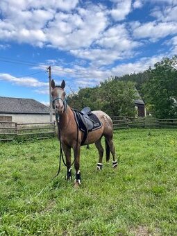 Appaloosa