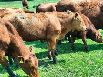 Jalovičky , jalovice , Aberdeen Angus